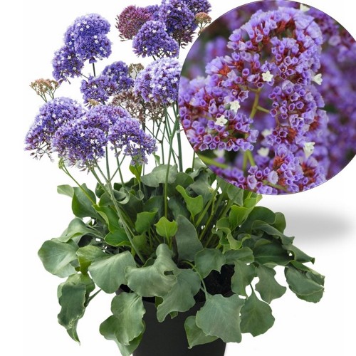 Limonium 'Purple Parachute' - Parkjuur 'Purple Parachute' 